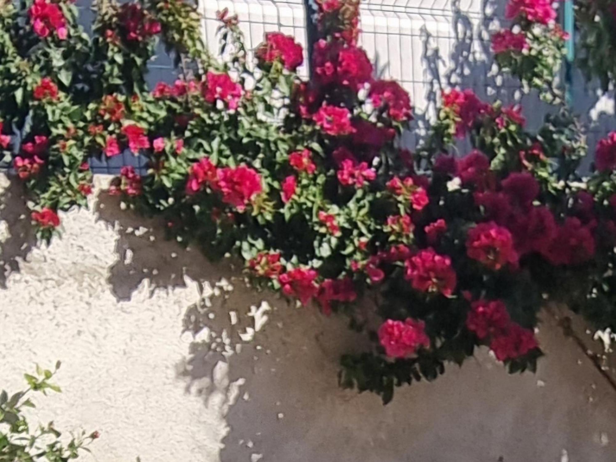 Vila Megi-Rent Room Vlorë Quarto foto